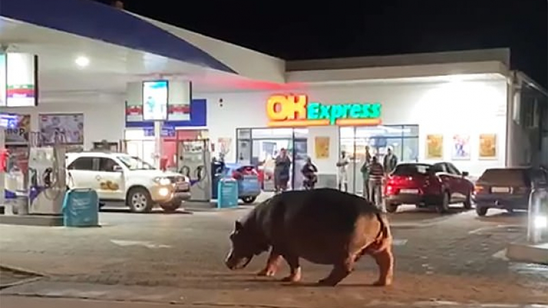 Уникално ВИДЕО: Хипопотам се появи на бензиностанция, за да си търси храна