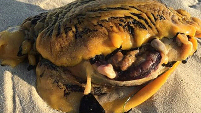 На плаж в Австралия откриха загадъчен "убиец на кучета" СНИМКА