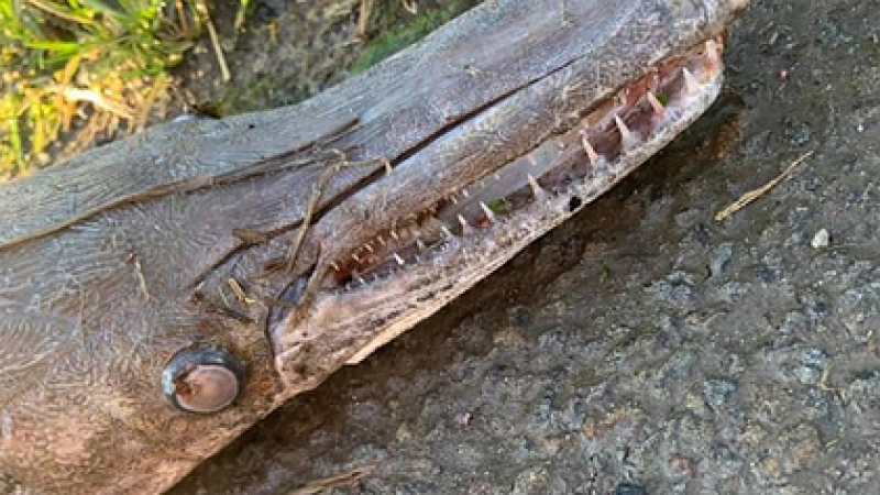 Мистериозно създание, наподобяващо крокодил, откриха в Уелс СНИМКИ