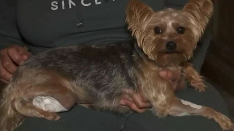 Храбро кученце спаси стопанката си от въоръжени крадци 