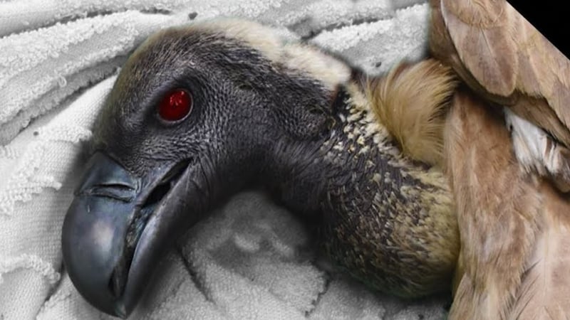 Птици падат мъртви по целия свят при мистериозни обстоятелства ВИДЕО