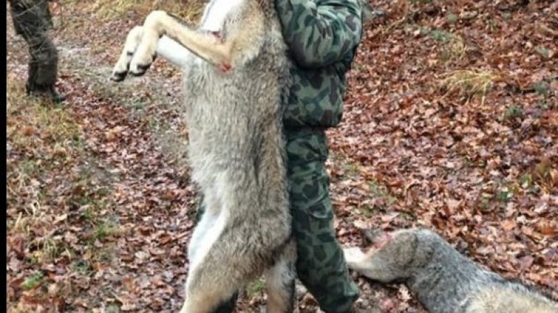 Мрежата завря заради ловец, застрелял огромен вълк и вълчицата му СНИМКА 18+