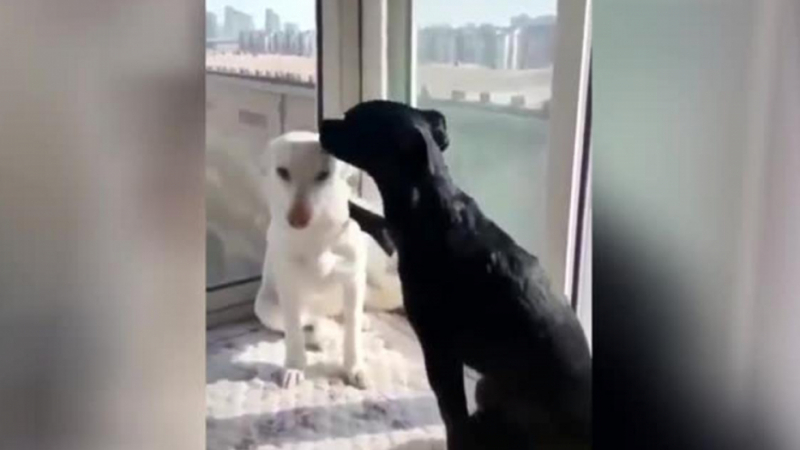 Трогателно ВИДЕО: Кученце ободри своя тъжен приятел с прегръдка 
