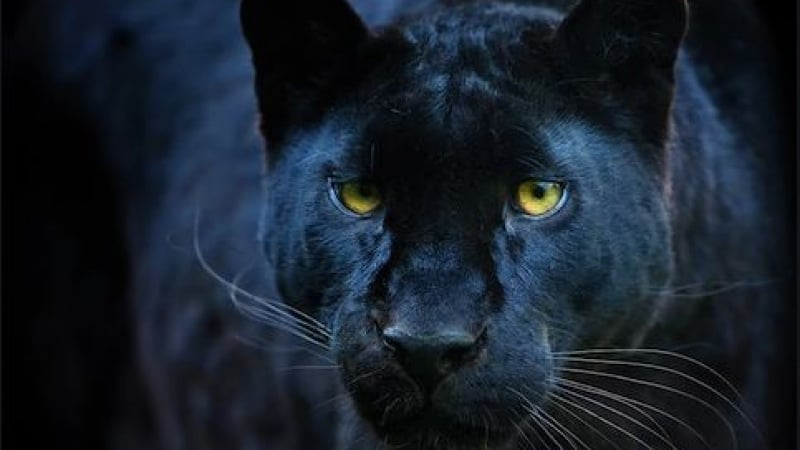 Най-редкият черен леопард за първи път бе заснет на ВИДЕО