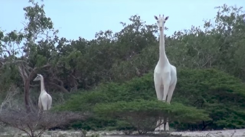 Мерзост: Убиха изключително редки жирафи, остана само един по рода си