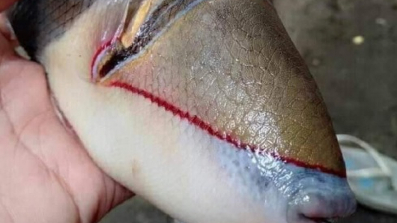 Чудовище: Рибар улови риба с човешки зъби и устни СНИМКИ