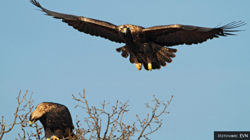 Бяха открити три двойки от световно застрашения царски орел