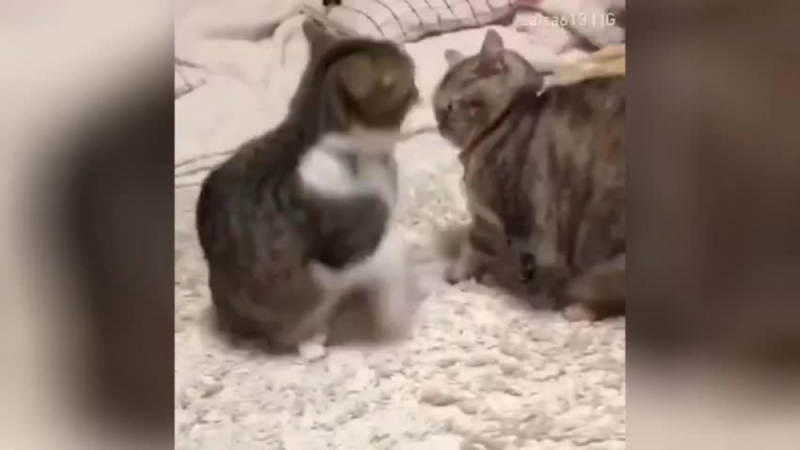 Забавната битка между две котки разсмя социалните мрежи ВИДЕО