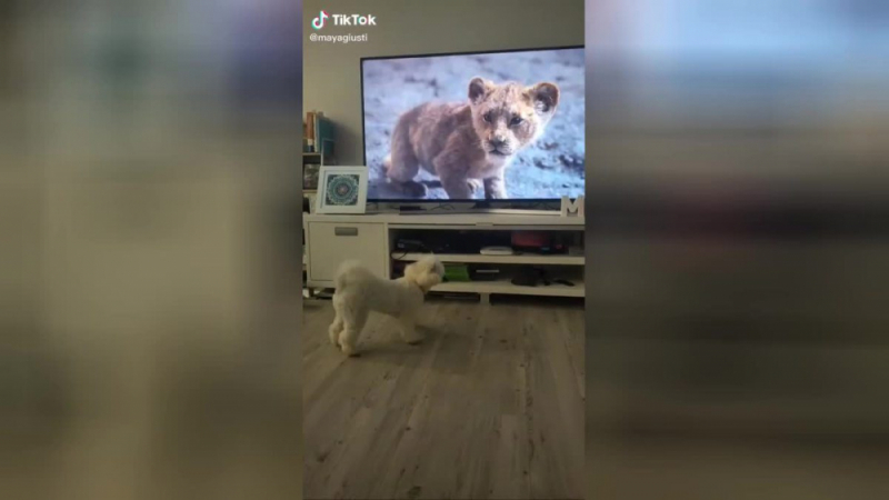 Смешната реакция на куче, гледащо филма „Цар лъв“, умили мрежата ВИДЕО