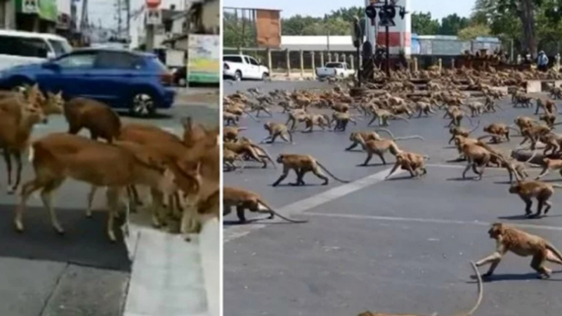 Апокалиптично: Животни превзеха улиците на градовете в карантина