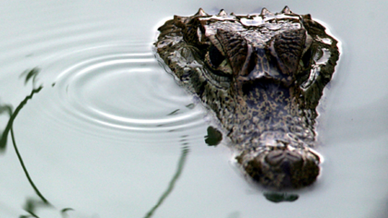 Човешки останки откриха в корема на крокодил 
