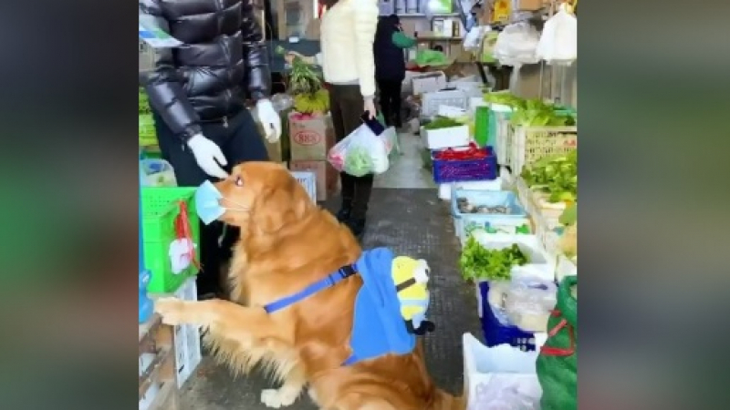 Уникално ВИДЕО показва как куче пазарува само за стопанина си, който е под карантина 