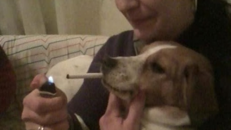 Мрежата полудя срещу варненка, която кара кучето си да пуши цигари СНИМКИ