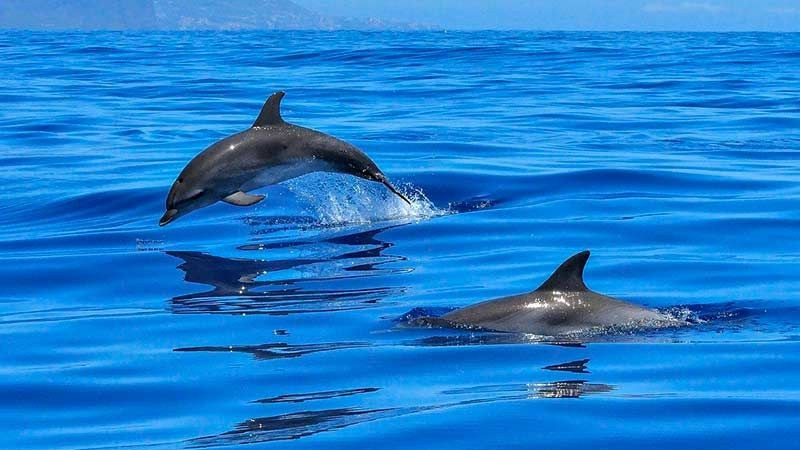 Делфините се завръщат в пристанището на Триест
