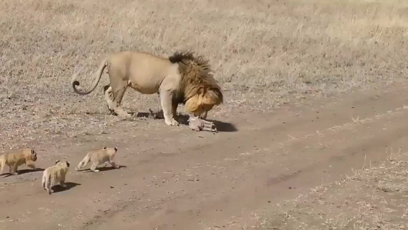 "Баща на годината": Лъв, който избяга от потомството си, разсмя интернет ВИДЕО