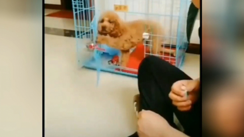 Забавно ВИДЕО: Куче се обиди на собственика си и се заключи в клетка 