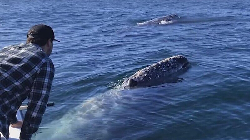 Изолирали се на лодка туристи, бяха обградени от китове ВИДЕО