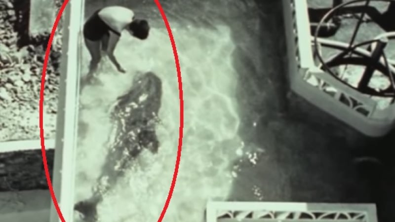 Лаборантка от НАСА експериментирала секс с делфин ВИДЕО