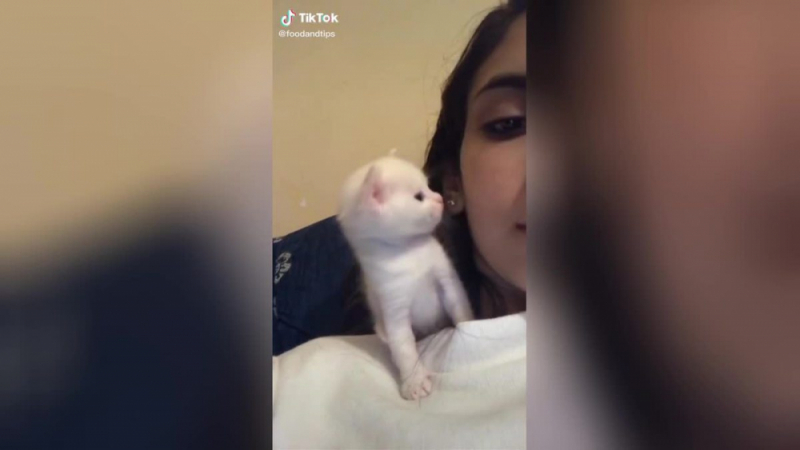 Коте целуна собственичката си и предизвика умиление в мрежата ВИДЕО