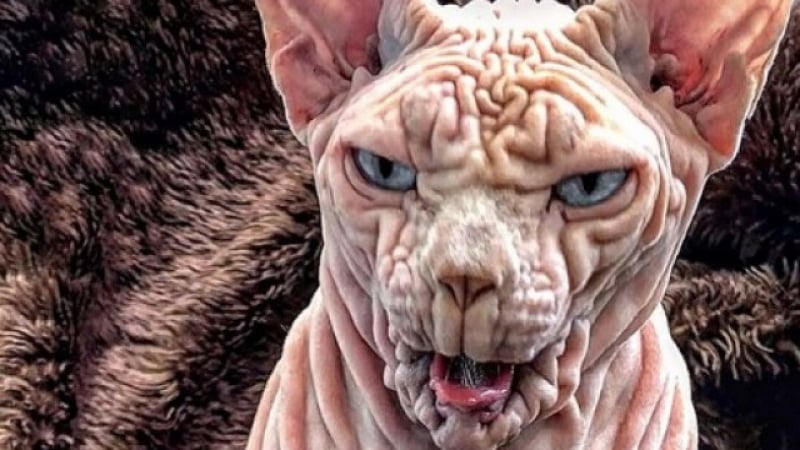 Запознайте се с Джердан - най-страшната котка в света СНИМКИ