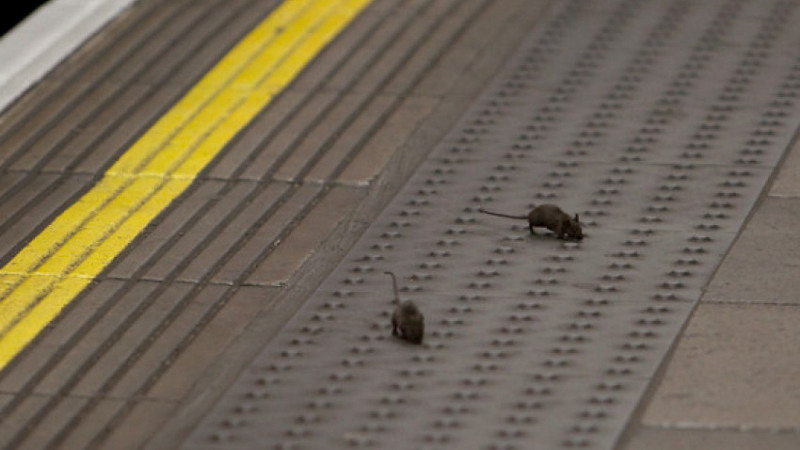 Зрелище: Бой на мишки в безлюдното лондонско метро ВИДЕО