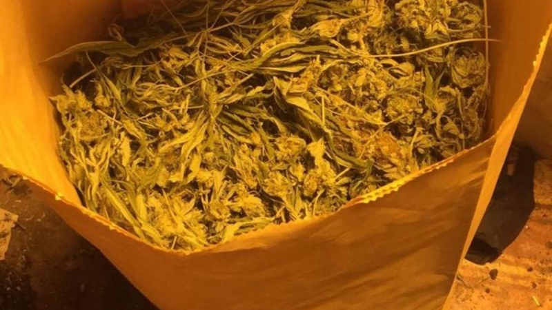 В столицата намериха домашна оранжерия за марихуана СНИМКИ 