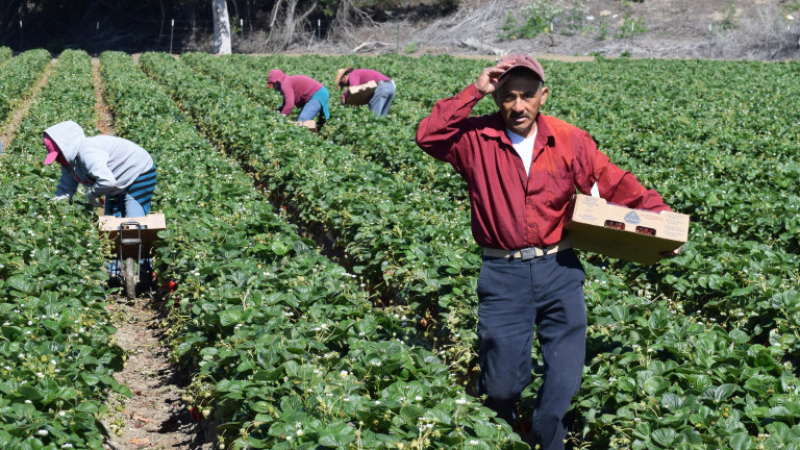 Производителите на зеленчуци: Даваме работа на безработни заради COVID-19
