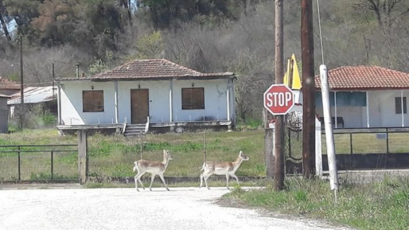 Диви животни превзеха градчета и села в Гърция до границата с България ВИДЕО