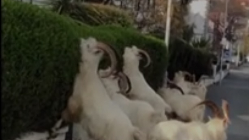 Пустош: Диви кози ядат жив плет в град под карантина ВИДЕО 