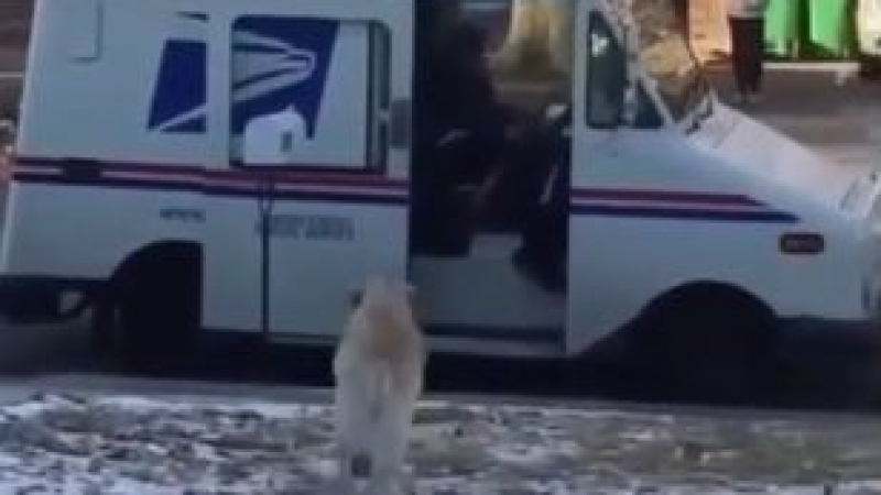 Куче, което прибира пощата вместо стопанката си под карантина, умили мрежата ВИДЕО 