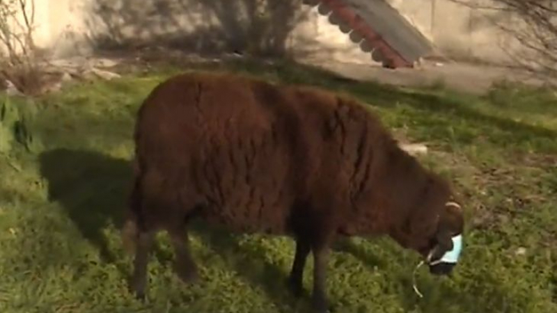 Карантина в голямото село: Бременна овца с маска пасе в широкия център на София 