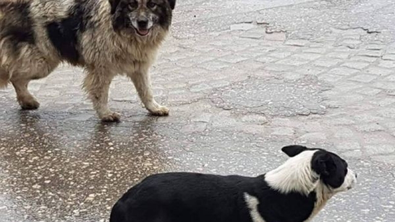 Застреляни кучета потресоха граждани на Роман
