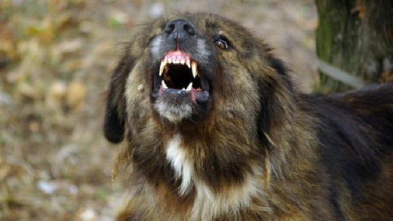 Сигнал до БЛИЦ: Нов страшен инцидент с куче в София