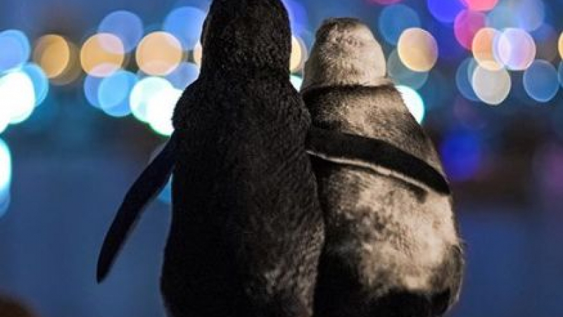 Тази СНИМКА на два пингвина разплака света от умиление