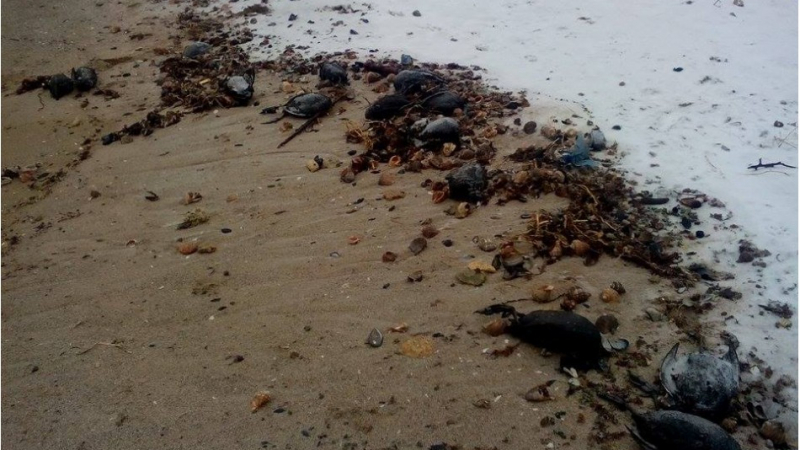 Няма край: И в България започнаха на падат мъртви птици от небето след кошмара в цяла Европа