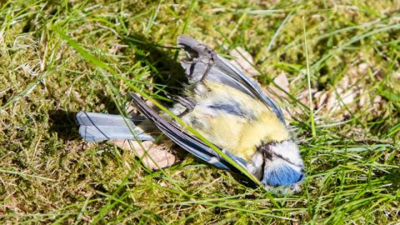 В Германия установиха защо падат мъртви птици от небето