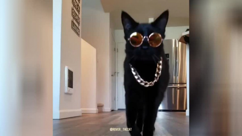Вижте модното дефиле на котка, което доведе до възторг мрежата ВИДЕО