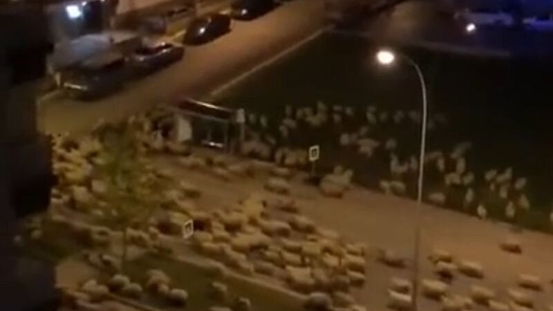 Десетки овце изпълниха празните турски улици ВИДЕО