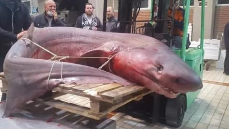 Чудовище: Рибари уловиха 330-кг лаеща акула до Кавала СНИМКА