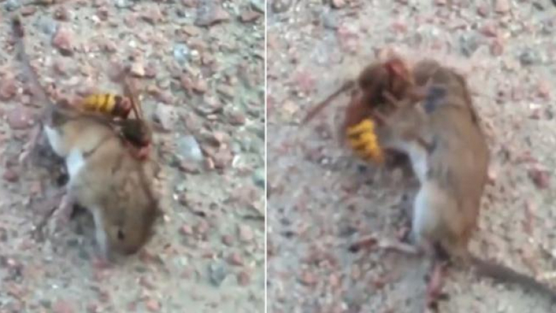 Вижте как гигантски стършел убива мишка, шокиращо ВИДЕО
