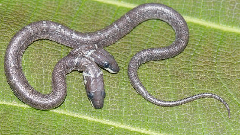 Мутант: Откриха змия с 2 глави, които се бият и хапят ВИДЕО