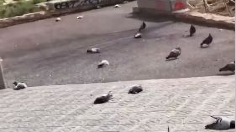 Зловещо ВИДЕО с мъртви птици от Бареселона шашардиса мрежата