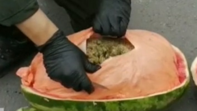 Неочаквано! Полицаи откриха 150 кг дрога, скрита в дини ВИДЕО