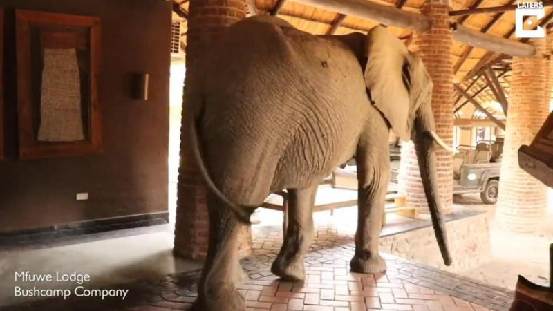 Уникално ВИДЕО: Гладен слон влезе в хотел