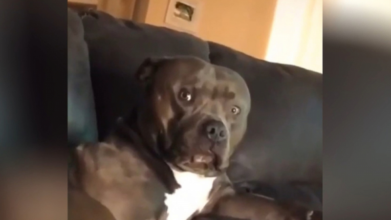 Куче разсмя всички с реакцията си, докато собственичката му пееше ВИДЕО