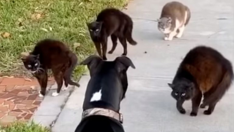 Куче срещна банда улични котки и стана страшно ВИДЕО