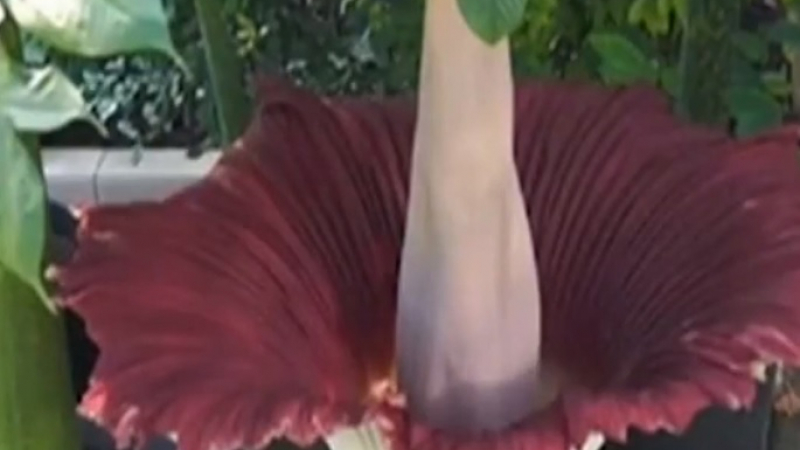 Дивна красота по време на карантина: Цъфна най-голямото цвете в света ВИДЕО 