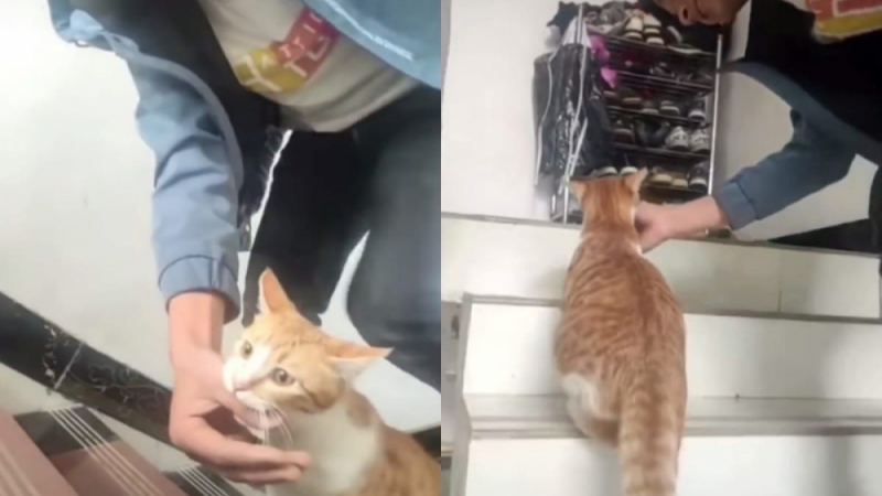 Котка помоли собственика си да я подкрепи по време на раждането ВИДЕО