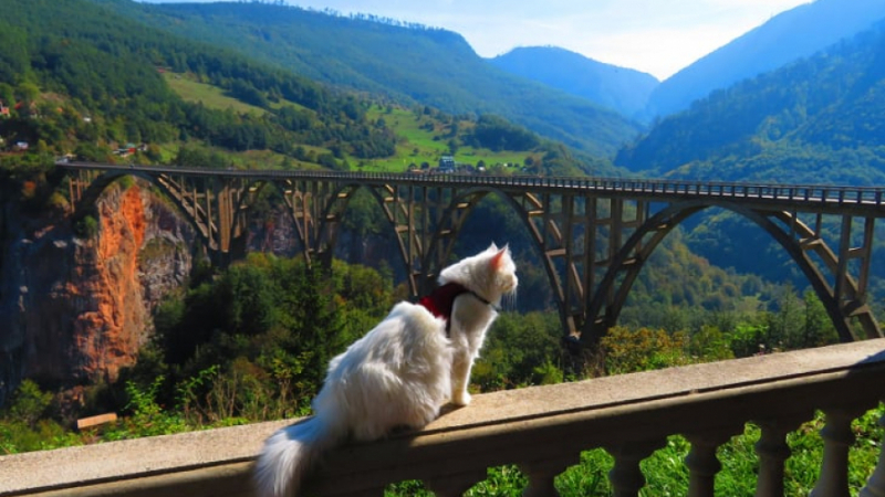 Цяла България следи приключенията на котка пътешественичка СНИМКИ