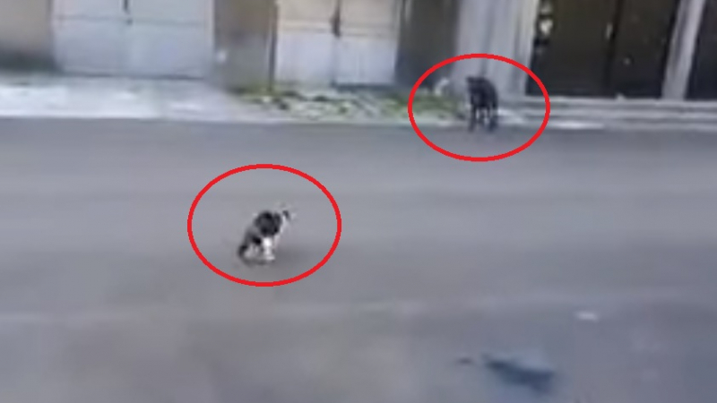 Мрежата прегря от ВИДЕО с бой между куче и котка в София